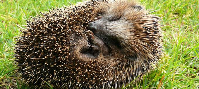 Viele Igel in Essen bei Gartenarbeit verletzt
