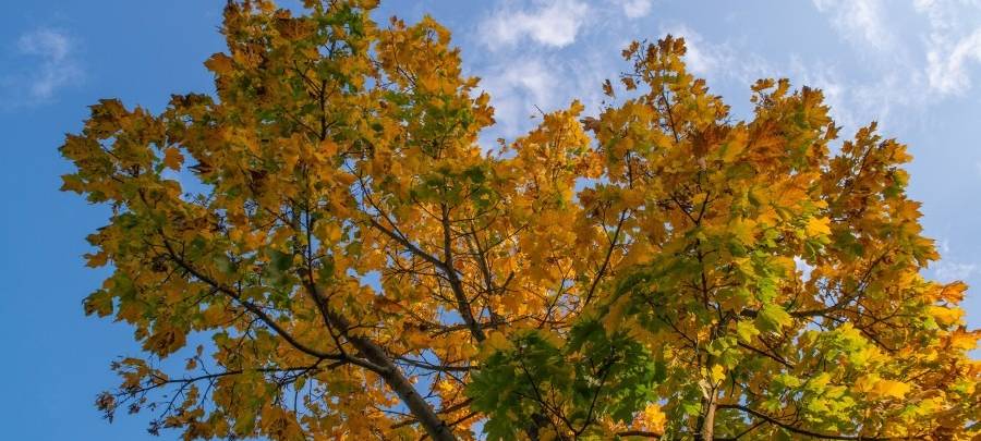 Pläne für große Straße in Essen: Mehr Bäume, weniger Parkplätze