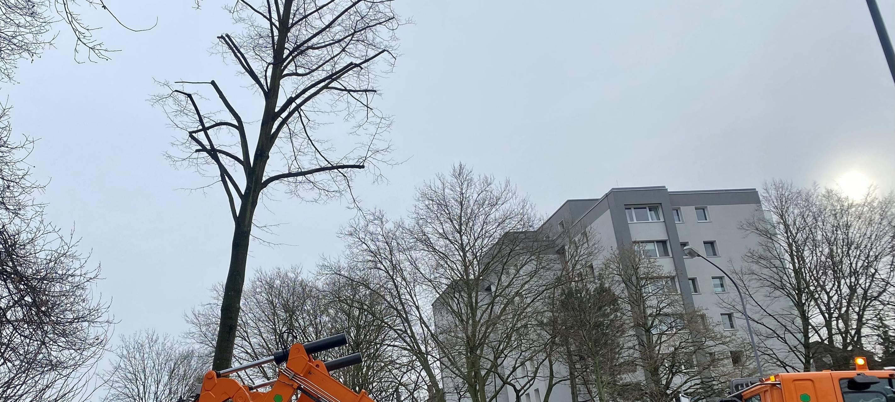 Baum auf dem Haumannplatz in Essen