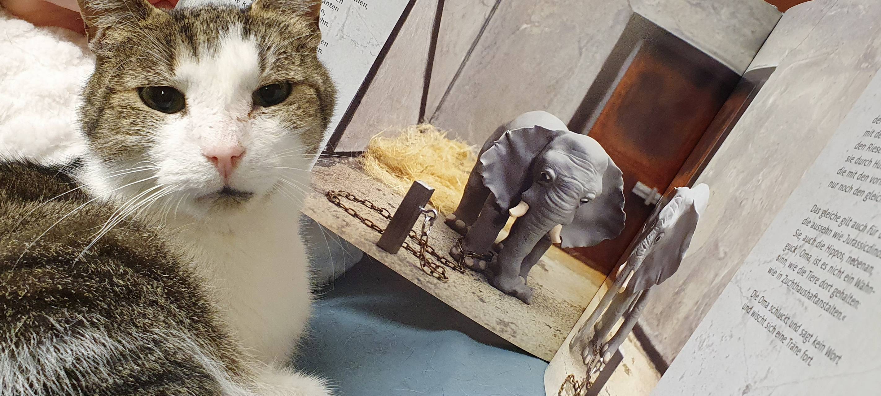 Tierheim Essen bietet Kindern Lesestunden im Tiergehege an