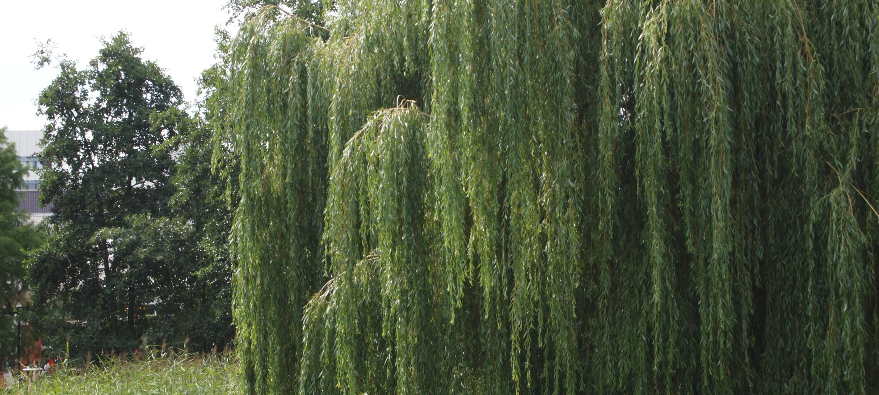 Pollenflugsaison in Essen: Was wirklich gegen die Allergien hilft
