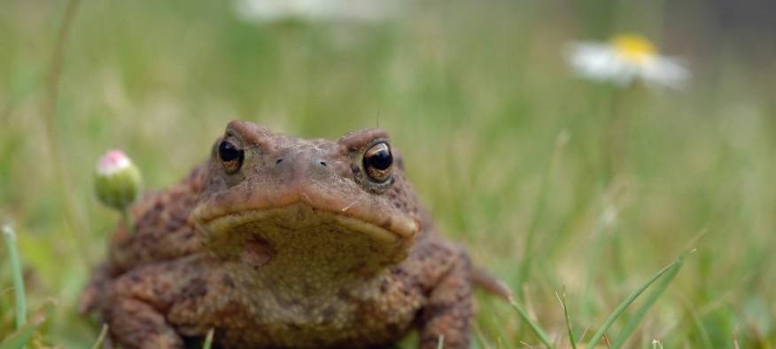 Krötenwanderung in Essen: Autofahrer aufgepasst
