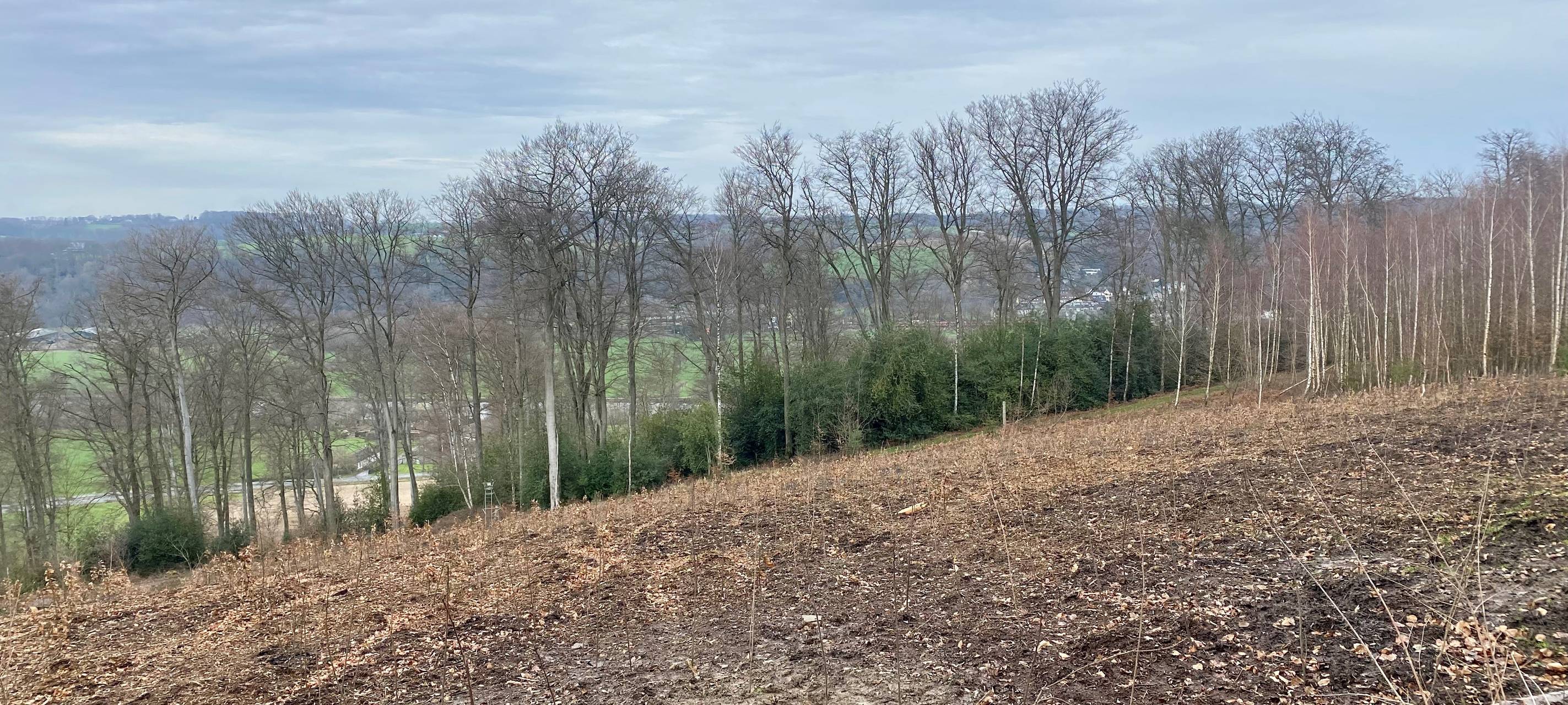 Wälder in Essen vom Klimawandel bedroht