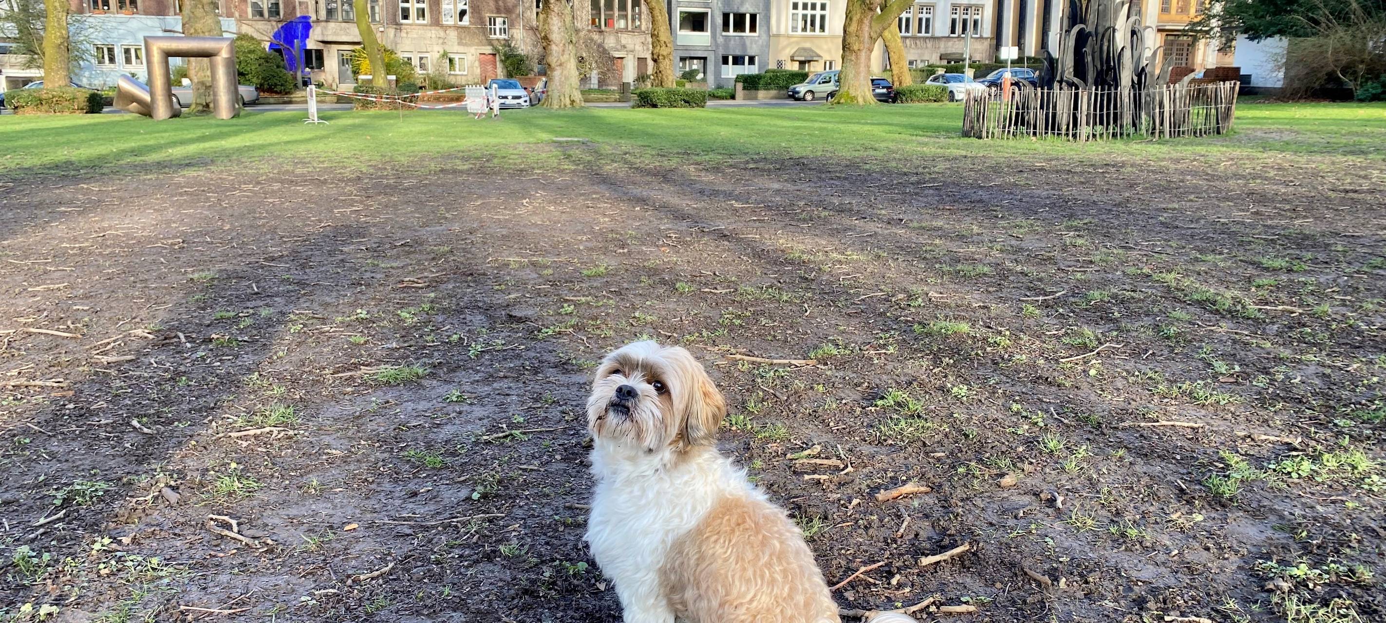 Hundewiese in Essen soll weg: Besitzer protestieren