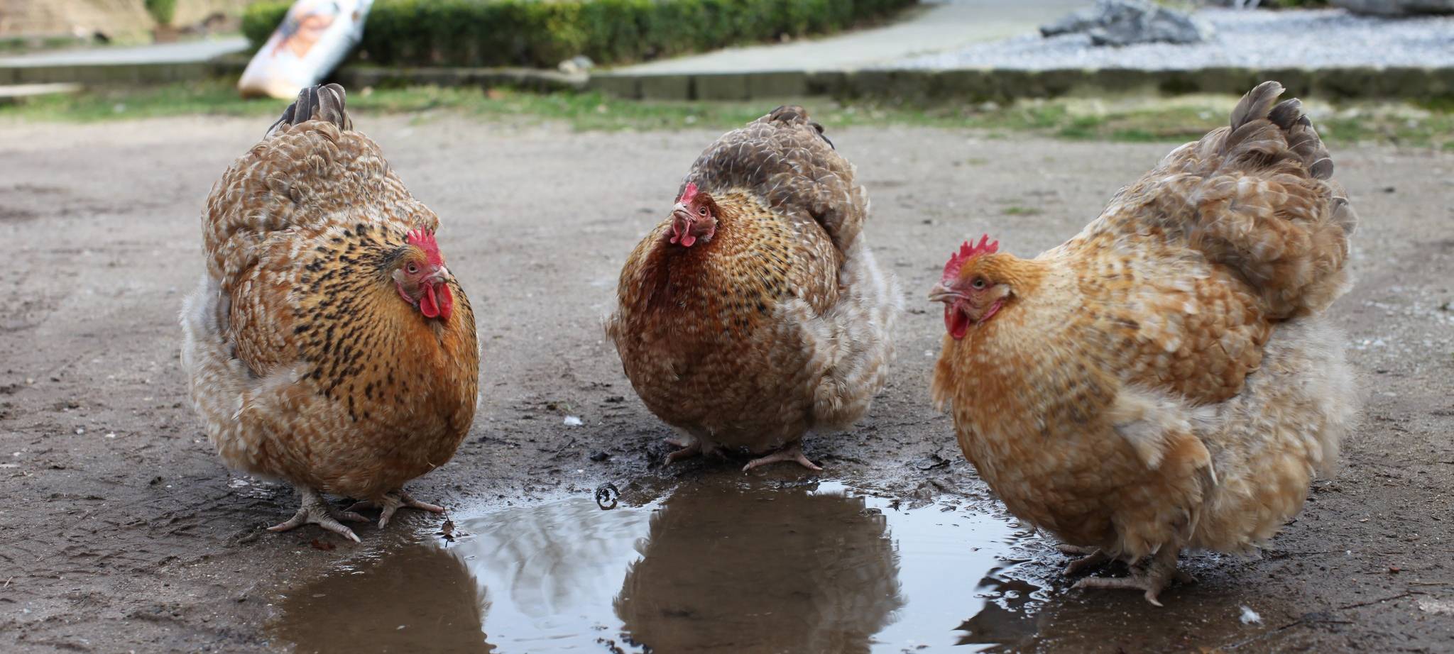 Oster-Workshop in Essen: Kinder lernen Hühner kennen