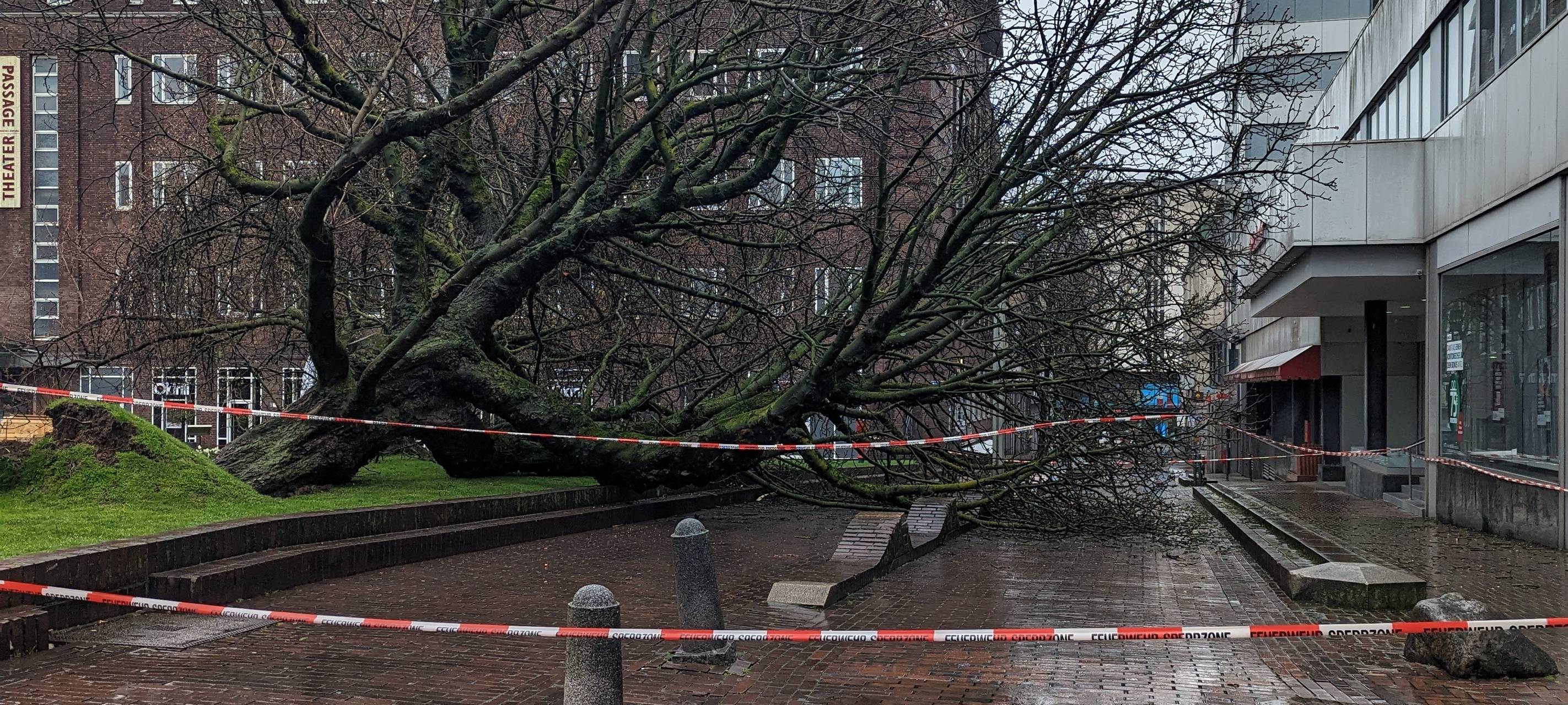 Baum in Essen entwurzelt: Kastanie fällt Wetter zum Opfer