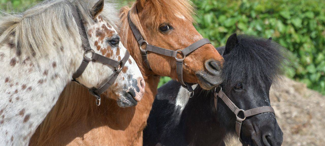 Essen sucht Pony-Paten für Kinderreiten