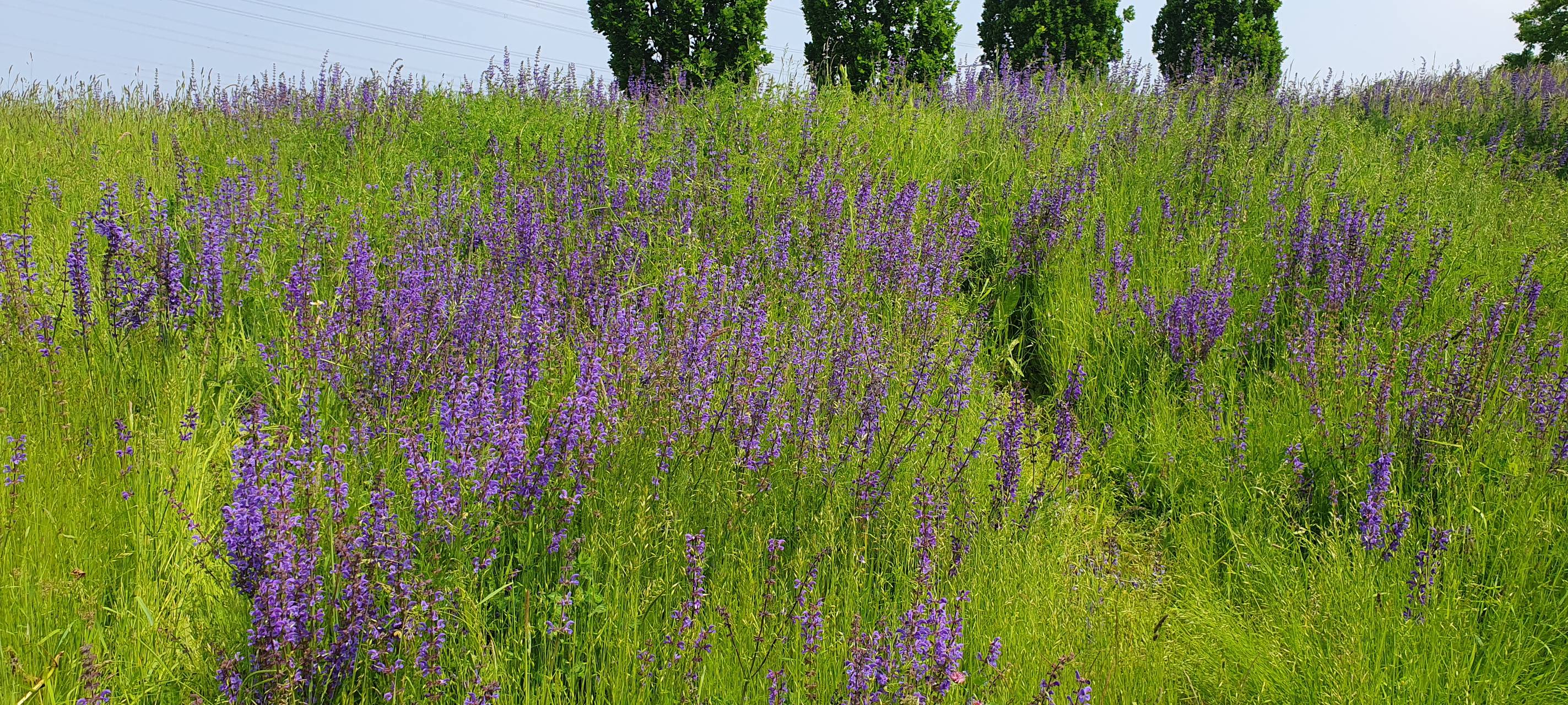 So nutzt Ihr die Parks in Essen - Tag der Parks