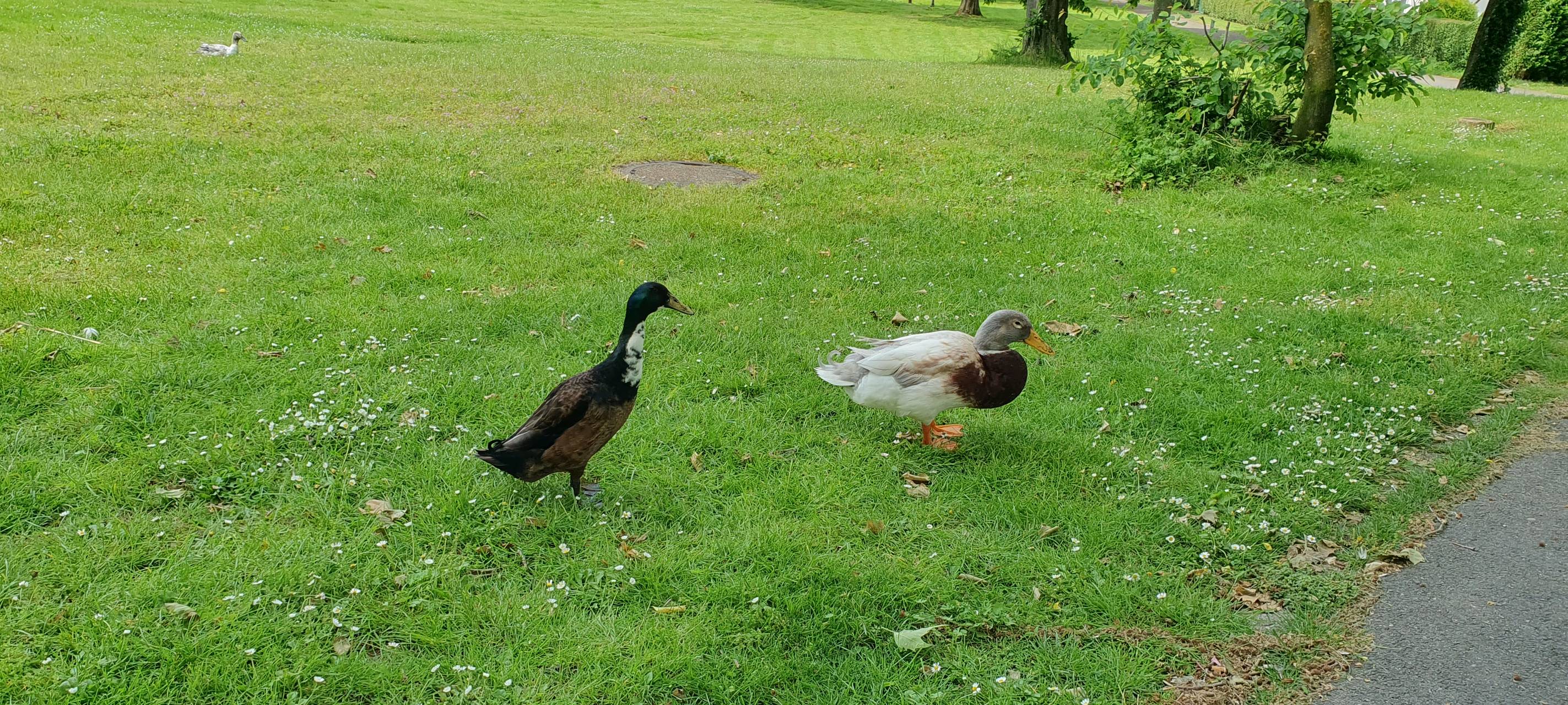 So nutzt Ihr die Parks in Essen - Tag der Parks