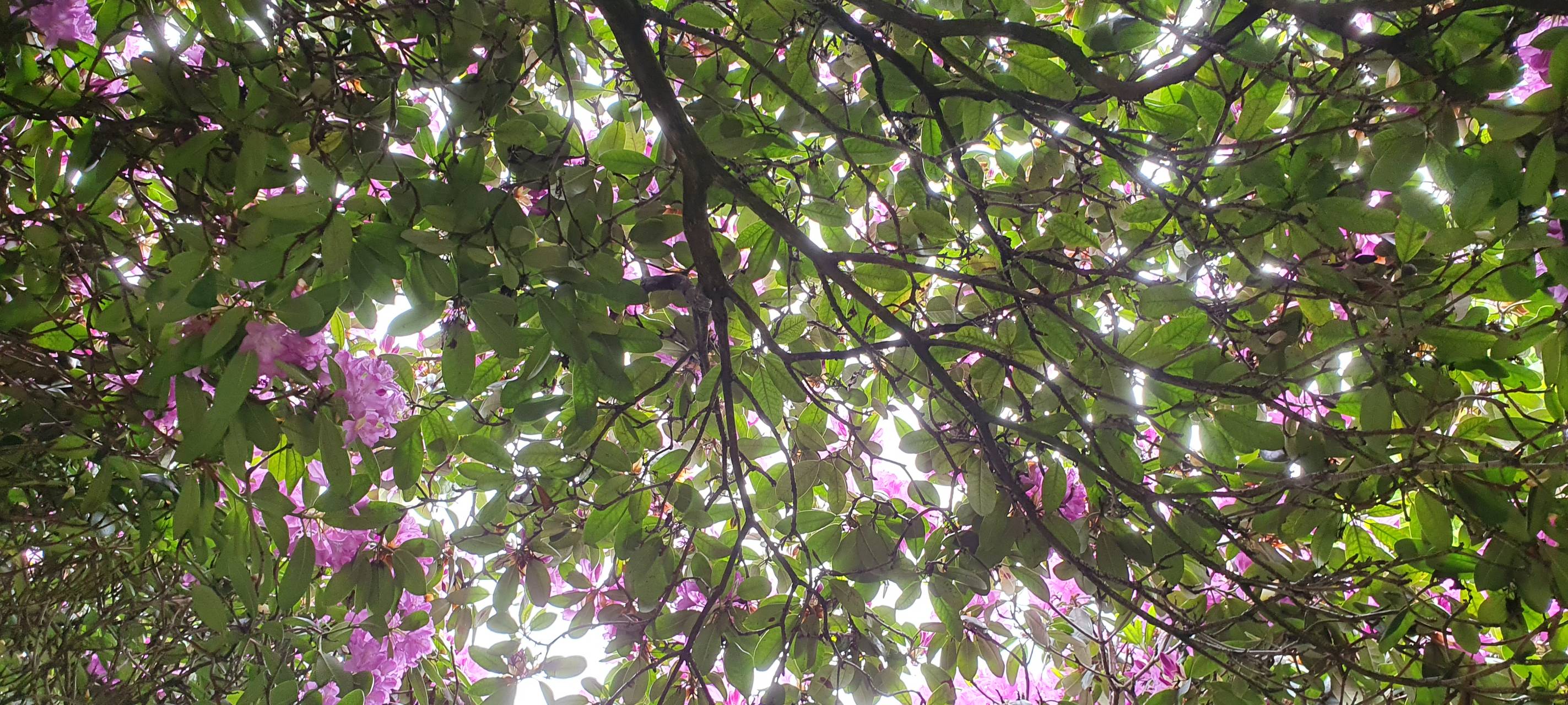 So nutzt Ihr die Parks in Essen - Tag der Parks