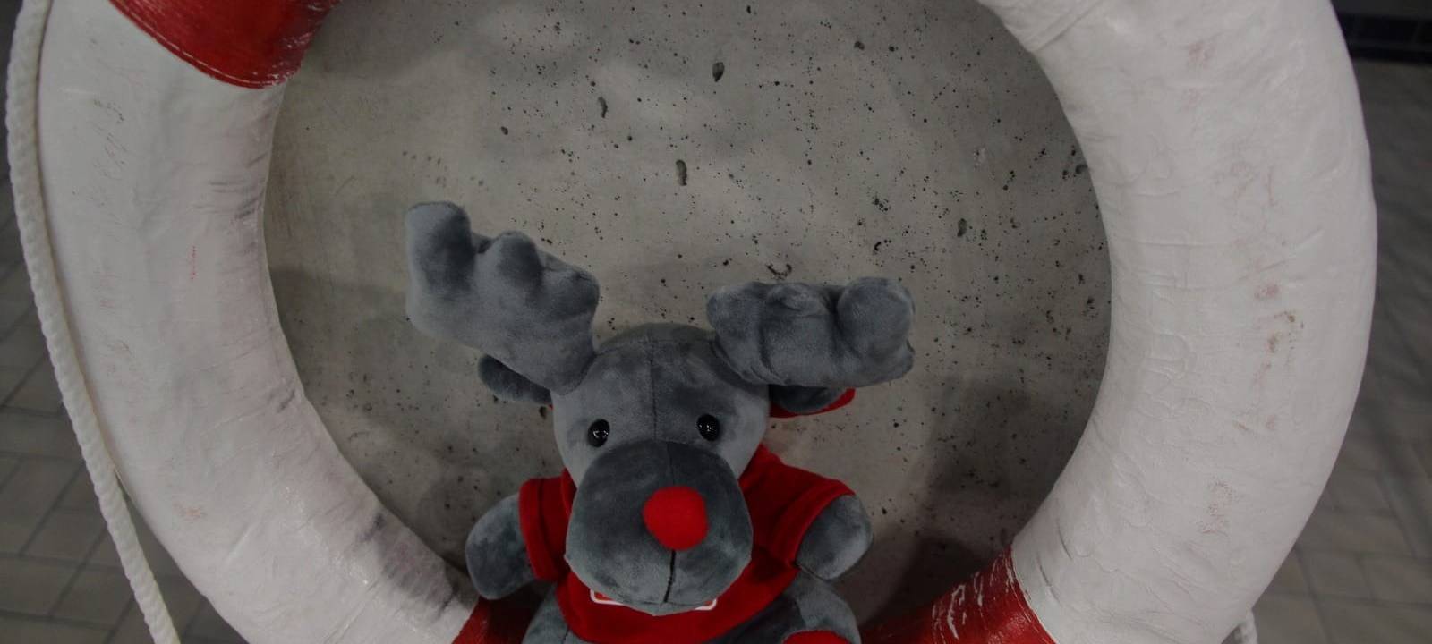 Kuscheltier-Schwimmen in Essen startet