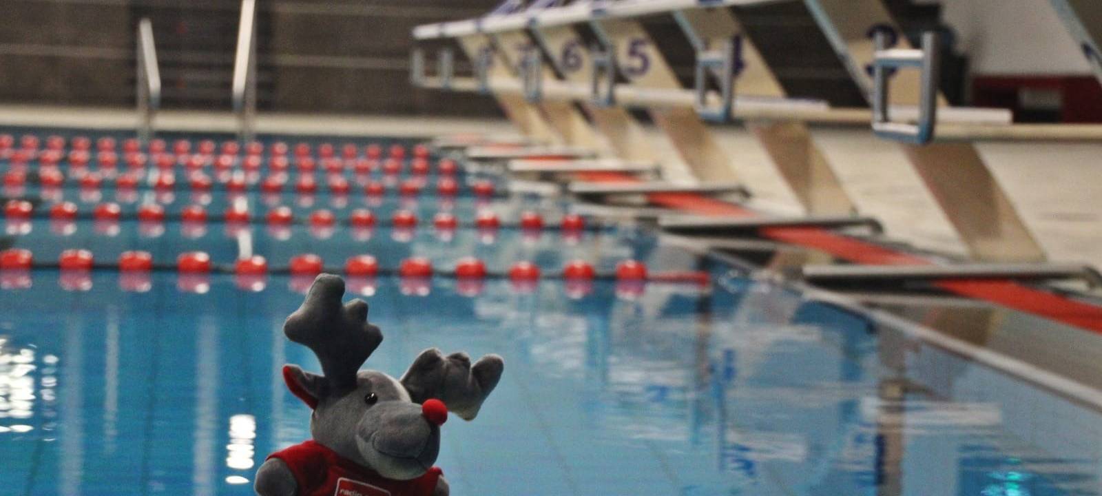 Kuscheltier-Schwimmen in Essen startet