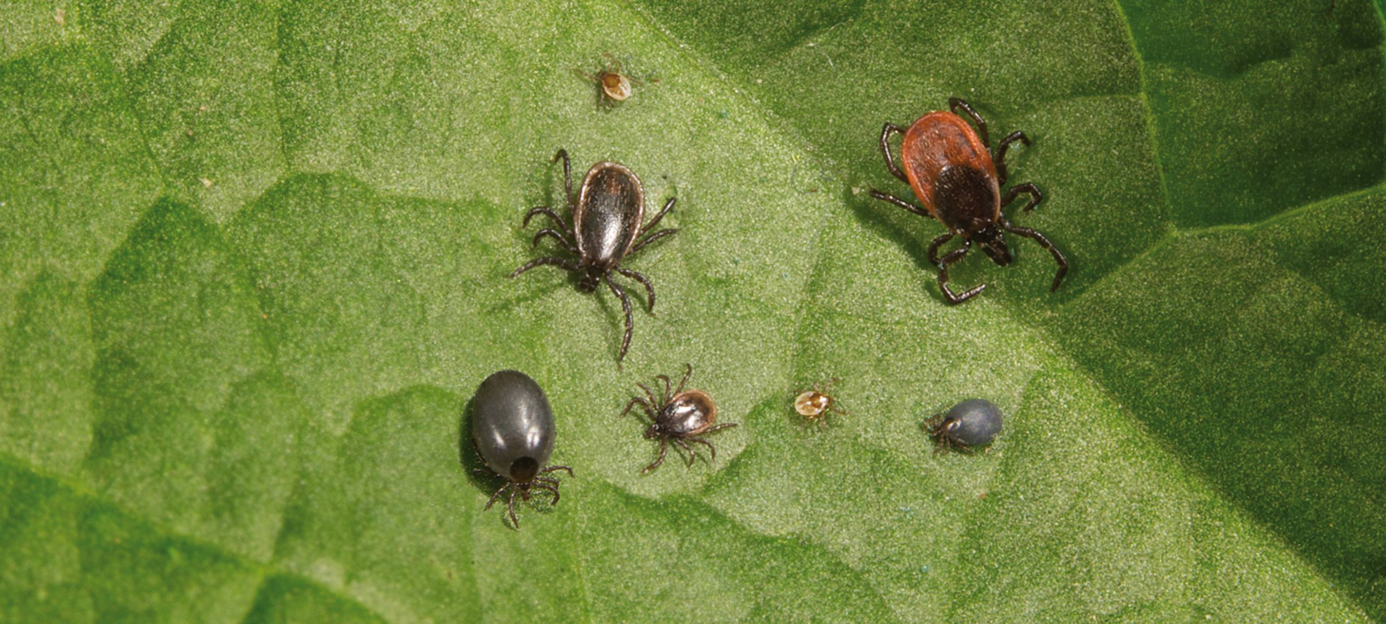 Insektenforscher in Essen: Das hilft wirklich gegen Mücken, Wespen und Zecken