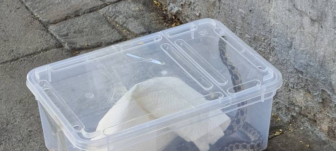 Ungewöhnlicher Fund in Essen: Schlange am Bahnhof entdeckt