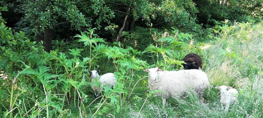 Bärenklau in Essen - darauf müsst Ihr achten