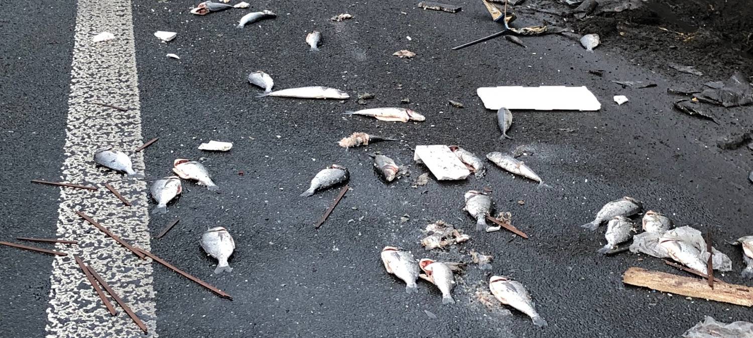 Unfall in Essen: Fischtransporter und Autos stoßen zusammen - Fische landen auf der A40