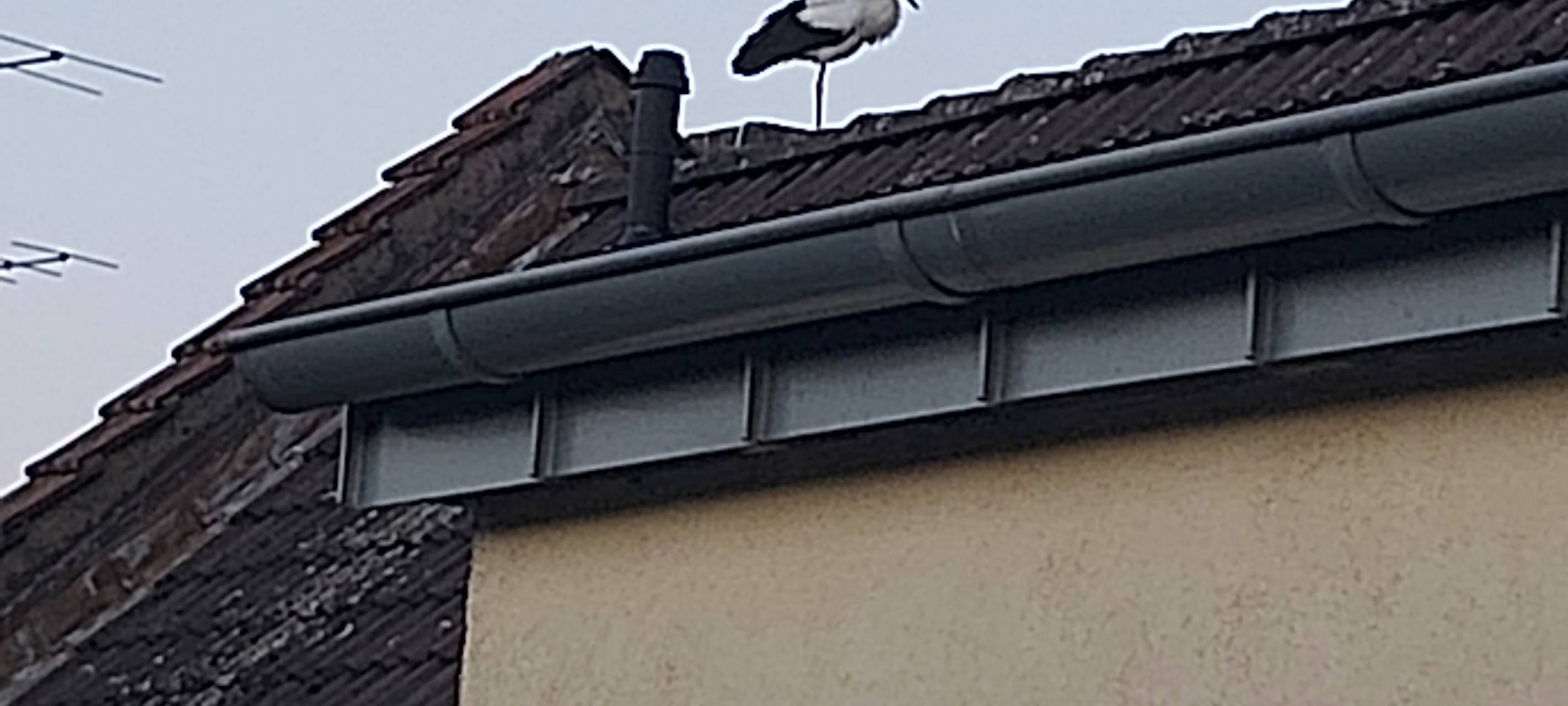 Viele Störche in Essen unterwegs - Tolle Fotos von Hörern