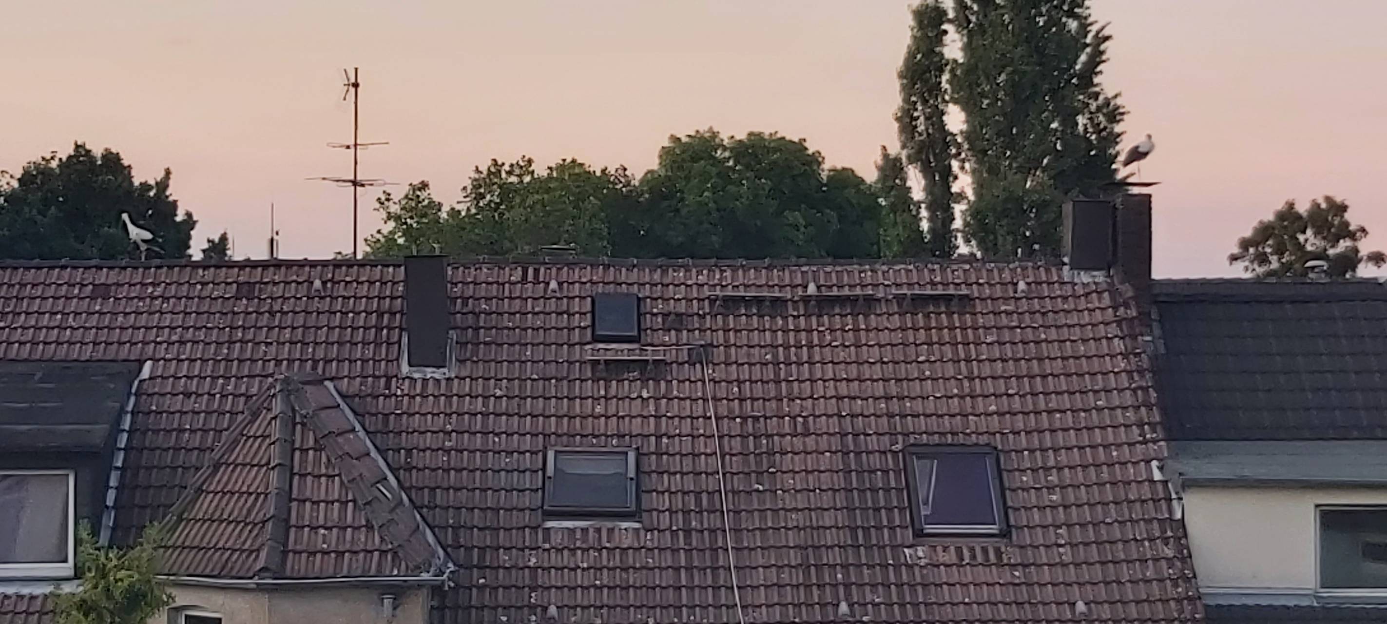 Viele Störche in Essen unterwegs - Tolle Fotos von Hörern