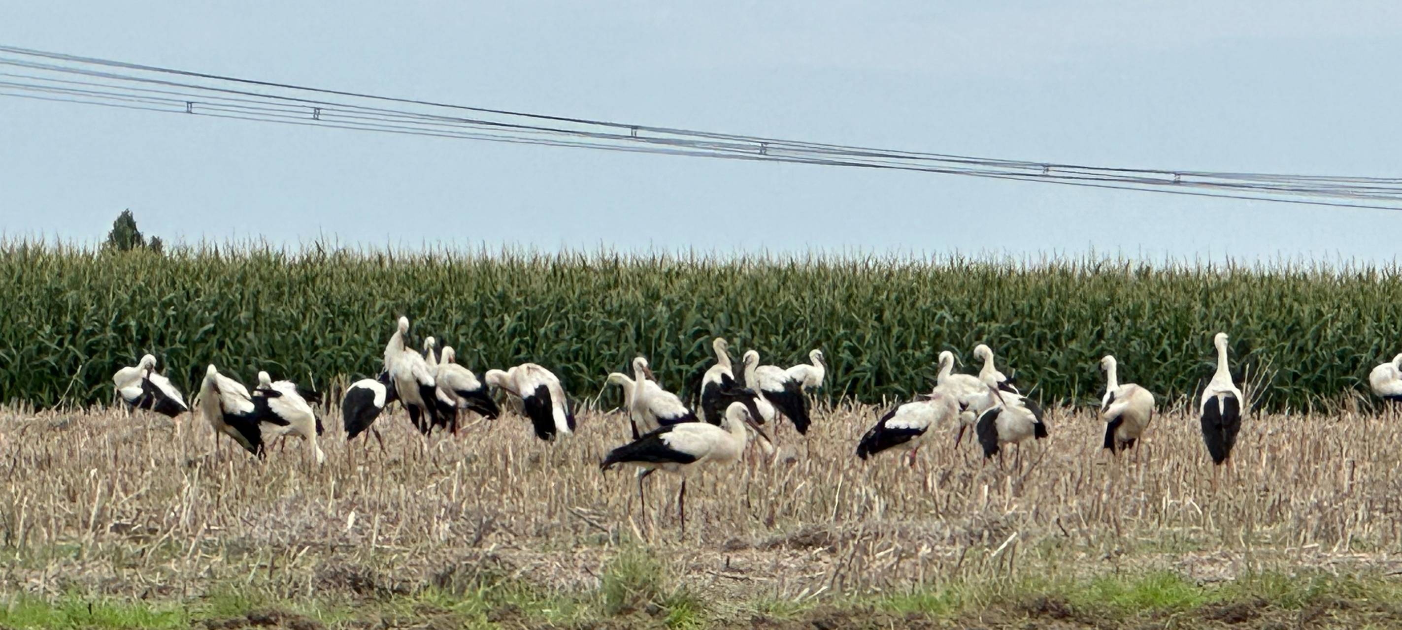 Viele Störche in Essen unterwegs - Tolle Fotos von Hörern