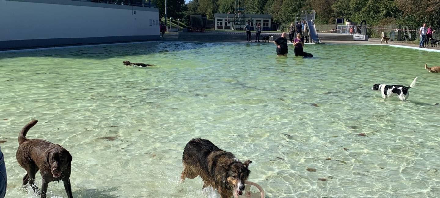 Freibad in Essen lädt zum Hundeschwimmen ein