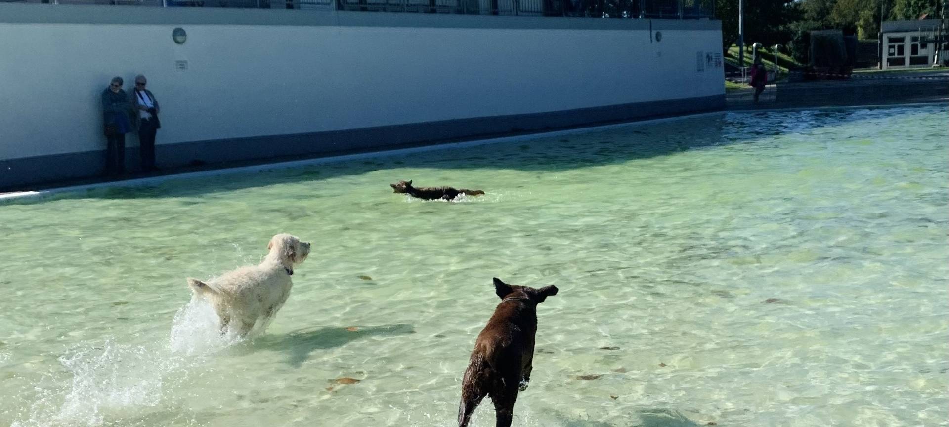 Freibad in Essen lädt zum Hundeschwimmen ein