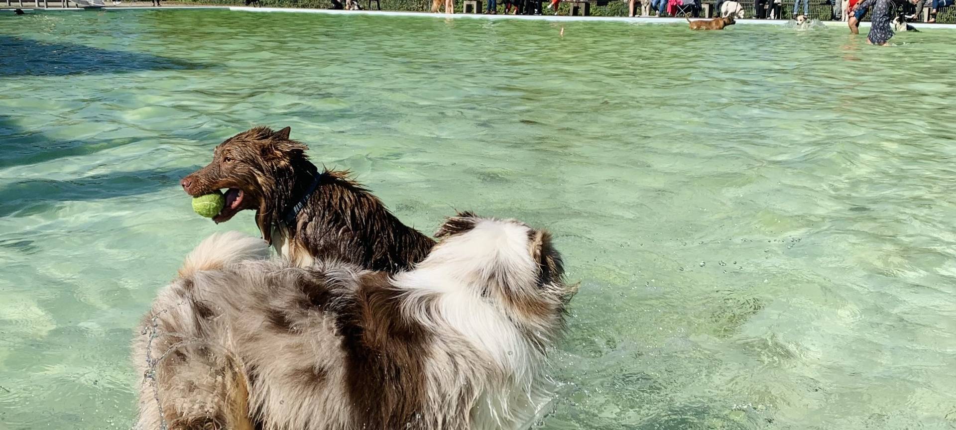 Freibad in Essen lädt zum Hundeschwimmen ein