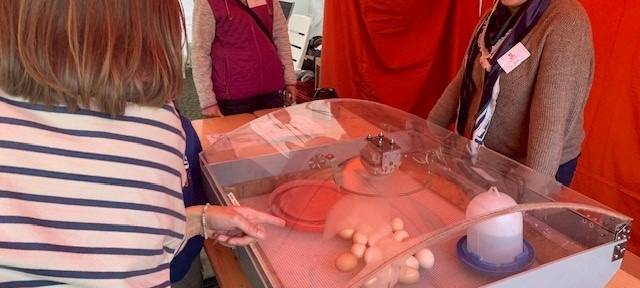 Essen erntet im Grugapark: Wenn der Bauernhof in die Stadt kommt