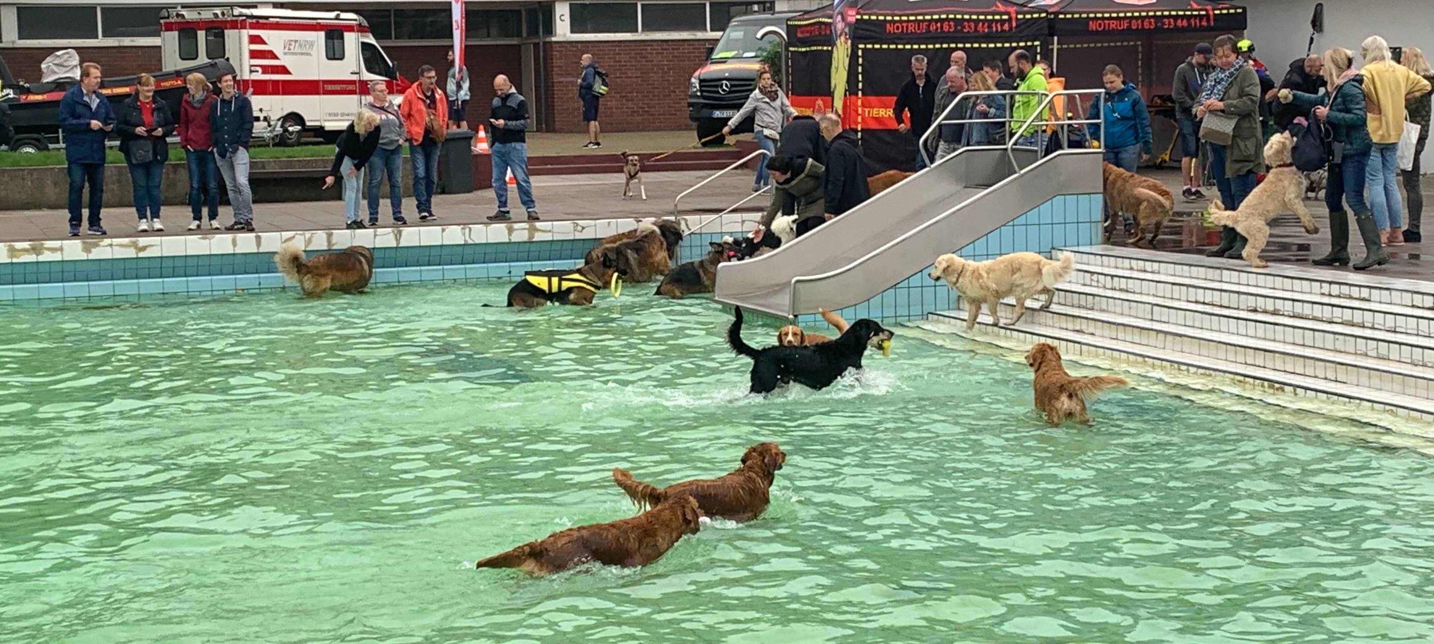 Grugabad in Essen: Zum Saisonabschluss dürfen die Hunde ins Wasser