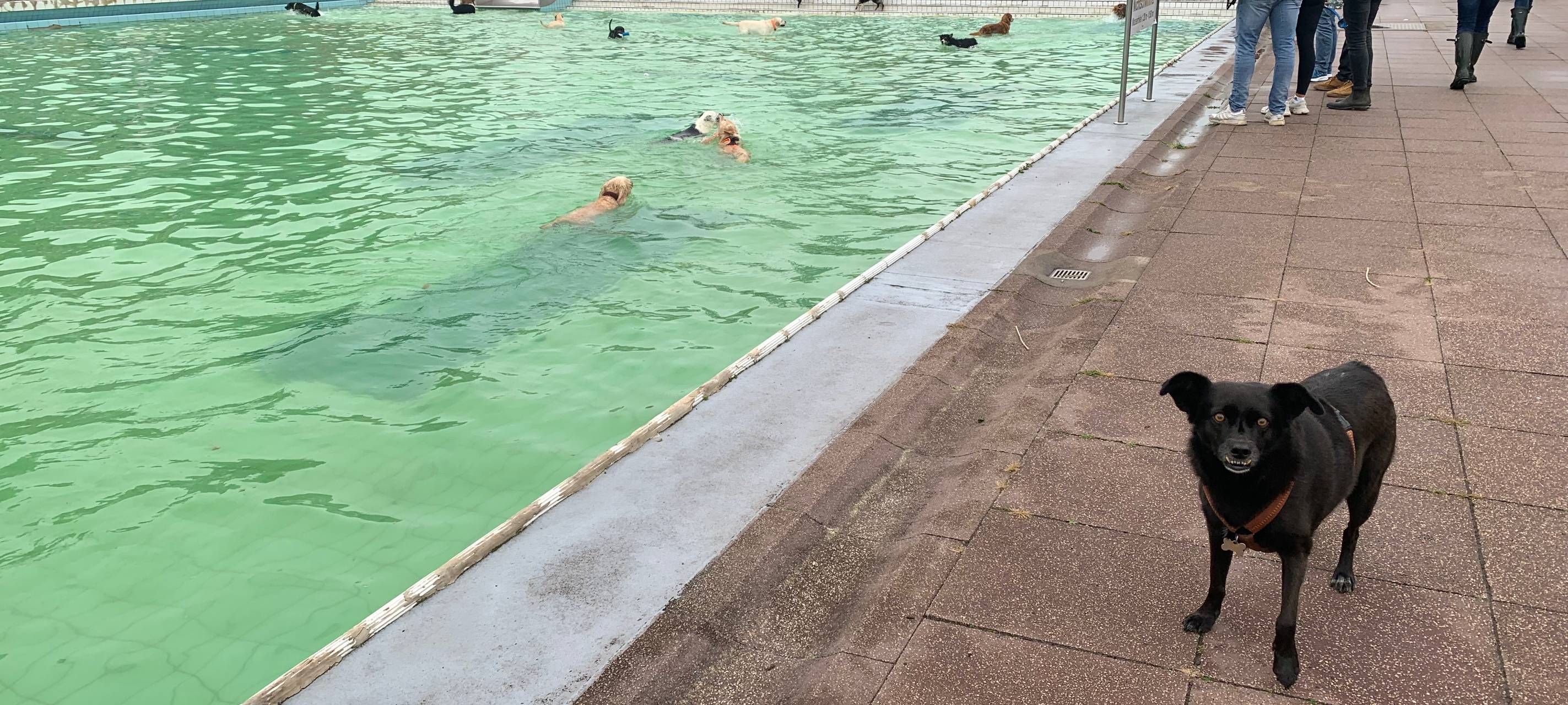 Grugabad in Essen: Zum Saisonabschluss dürfen die Hunde ins Wasser