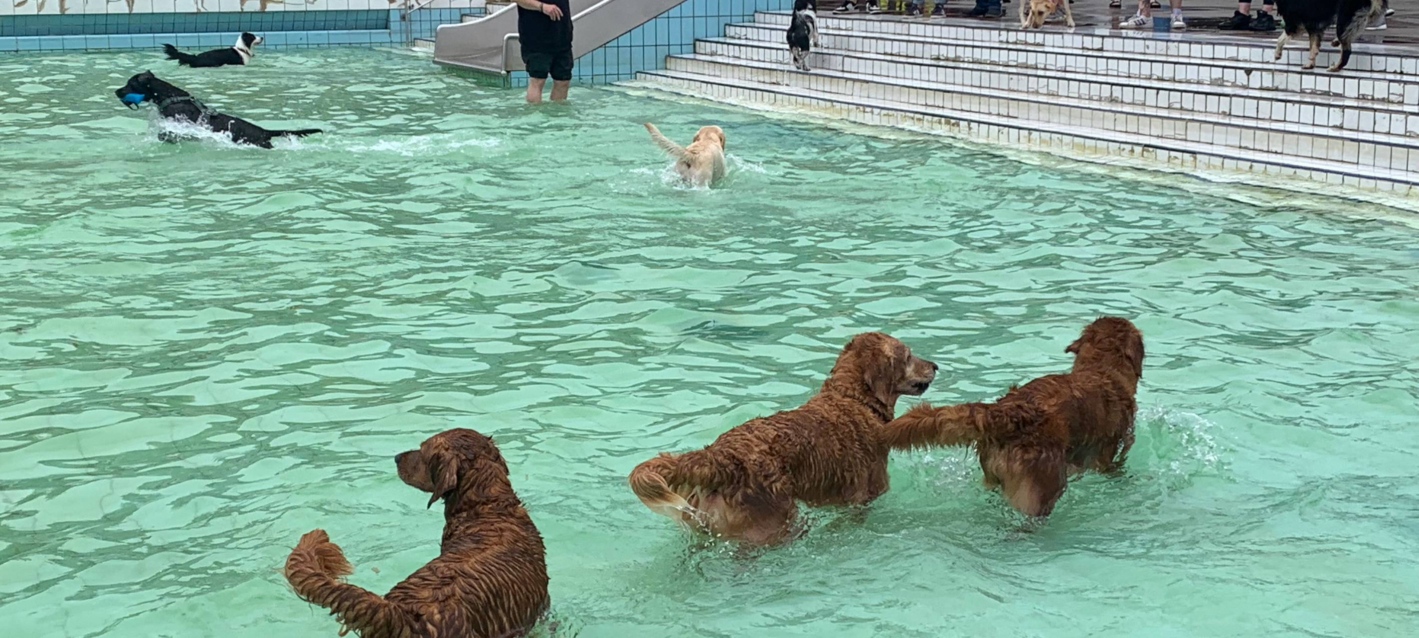 Grugabad in Essen: Zum Saisonabschluss dürfen die Hunde ins Wasser