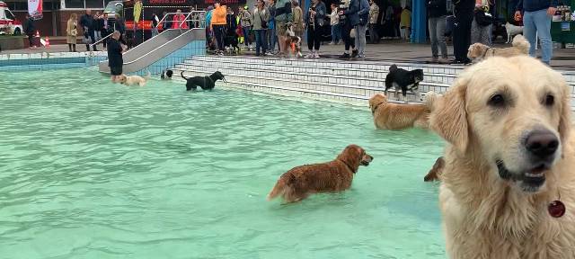 Grugabad in Essen: Zum Saisonabschluss dürfen die Hunde ins Wasser