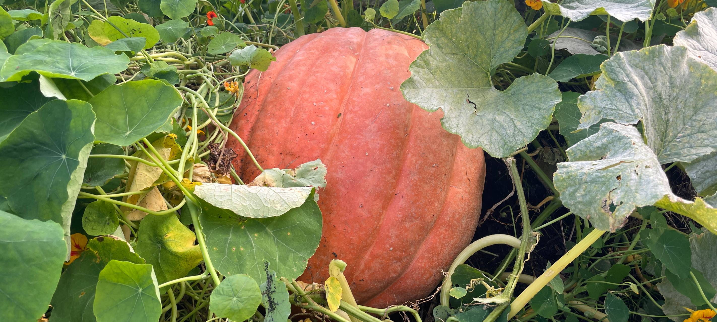 Schönster Kürbis in Essen gekürt