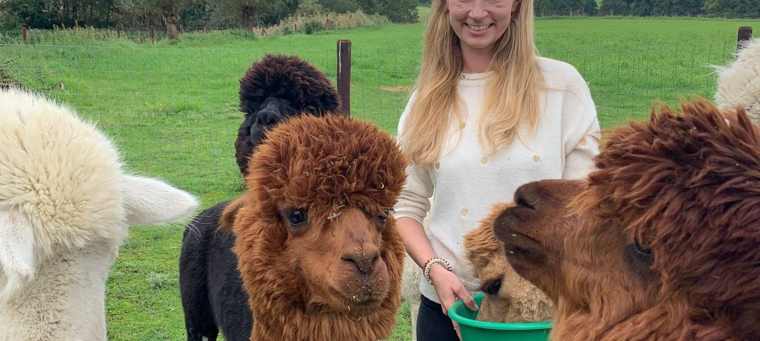 alpakamomente_alpakas_gut-gatzweiler_radio-essen-podcast-essen-im-ohr