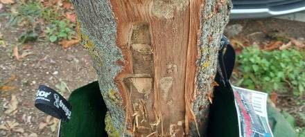 Baum in Essen stark beschädigt