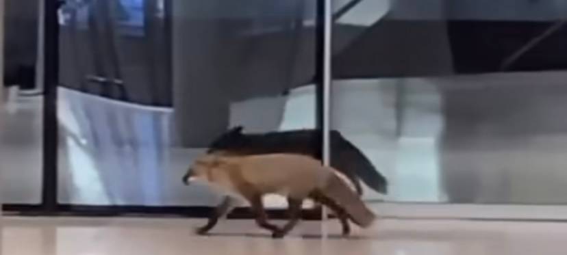 Fuchs in Essen in Einkaufszentrum unterwegs