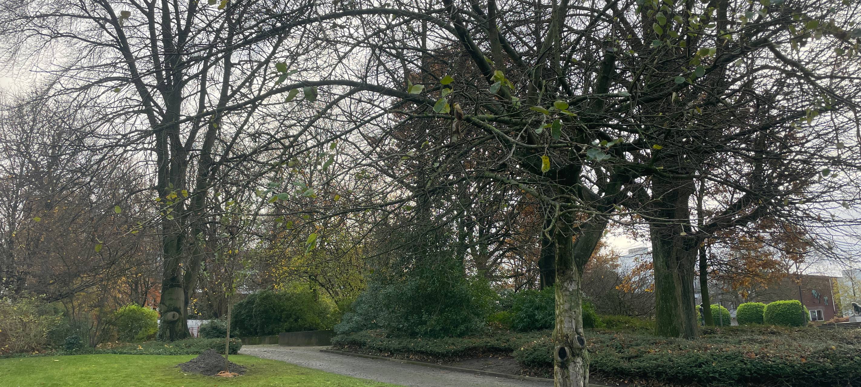Baum in Essen als Zeichen für Frieden gepflanzt