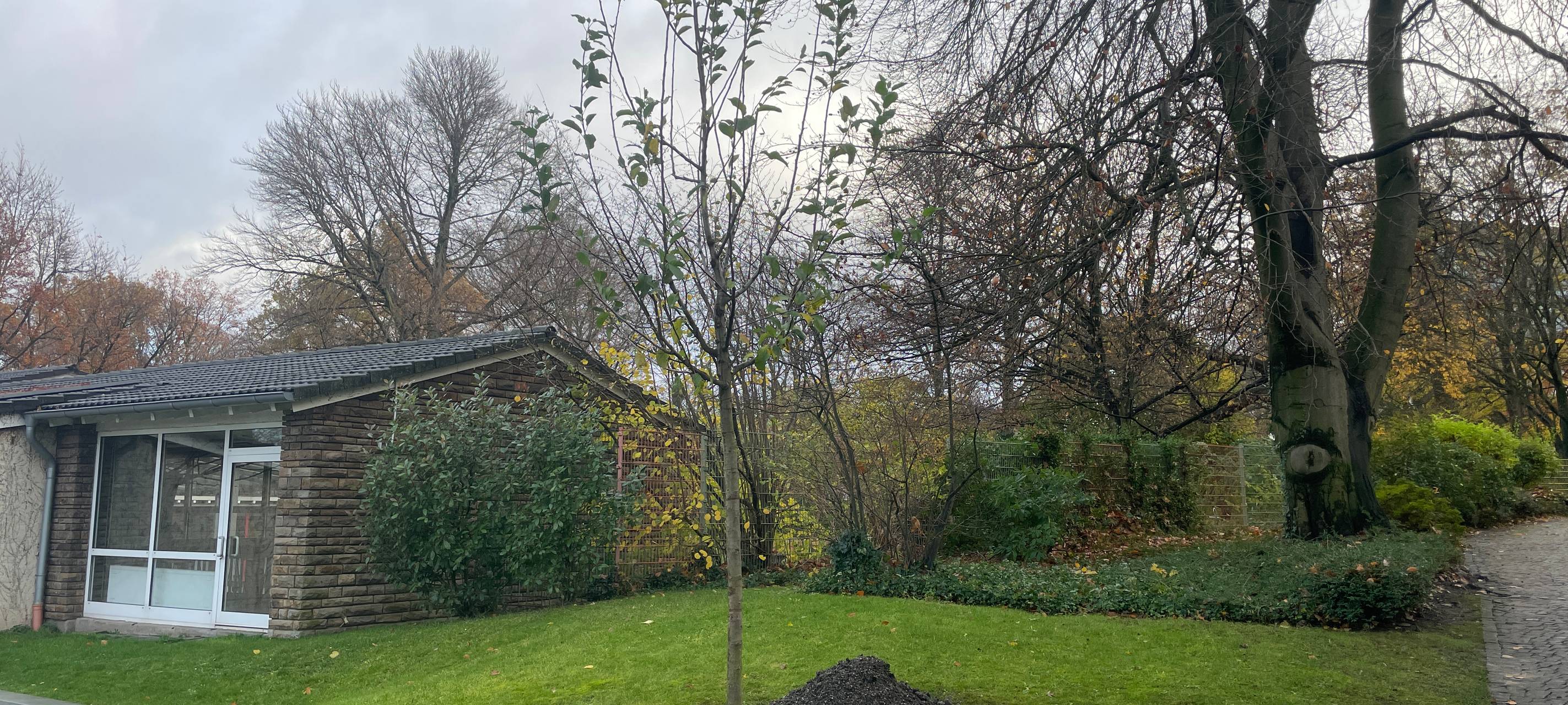 Baum in Essen als Zeichen für Frieden gepflanzt