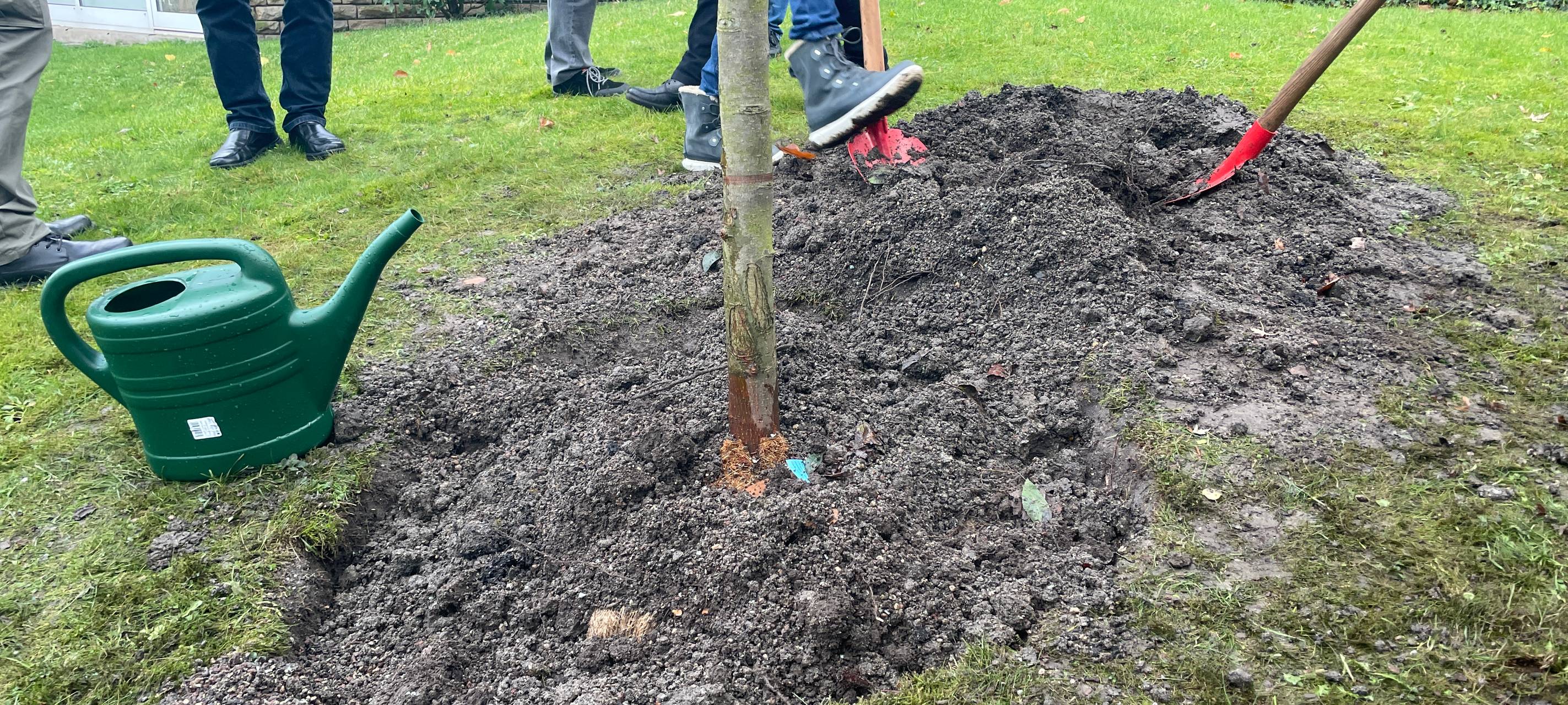 Baum in Essen als Zeichen für Frieden gepflanzt