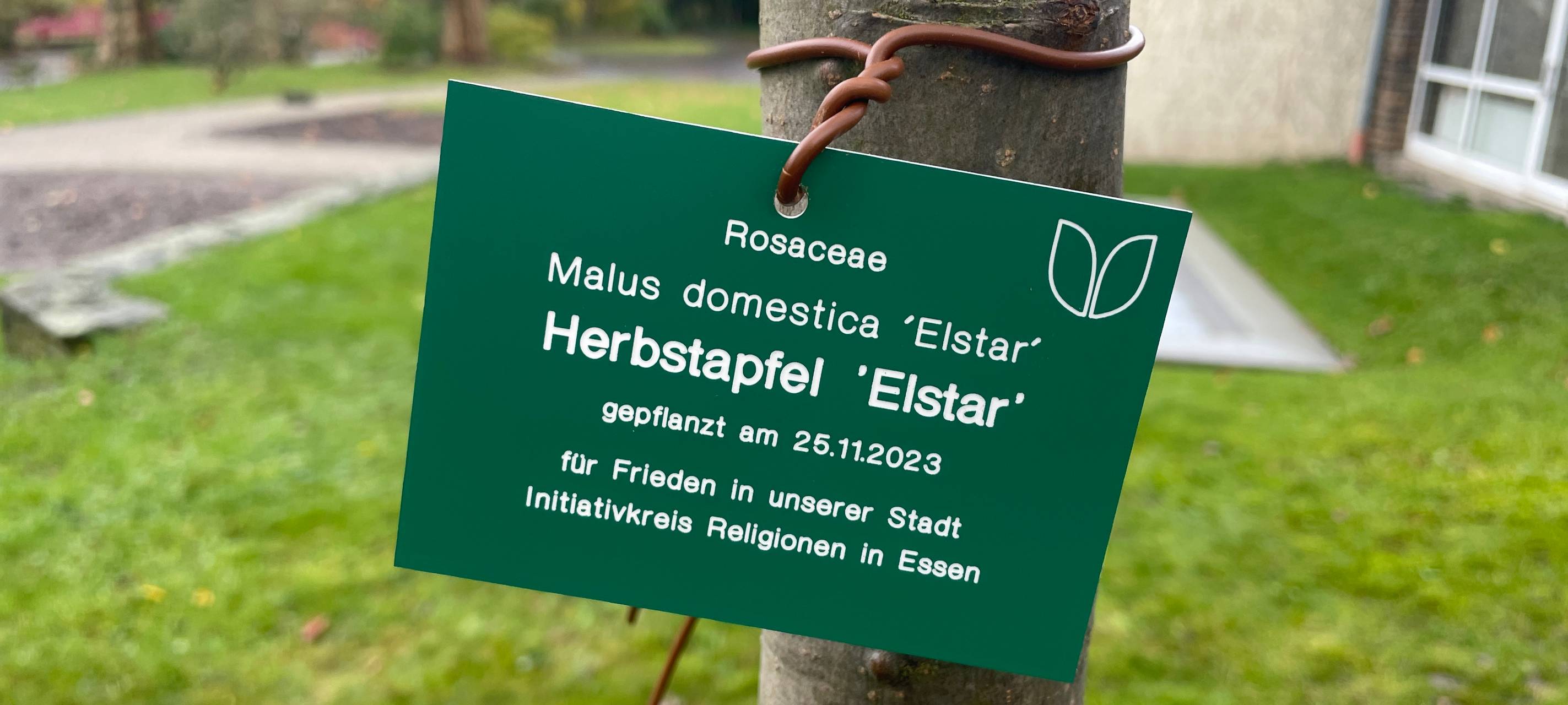 Baum in Essen als Zeichen für Frieden gepflanzt