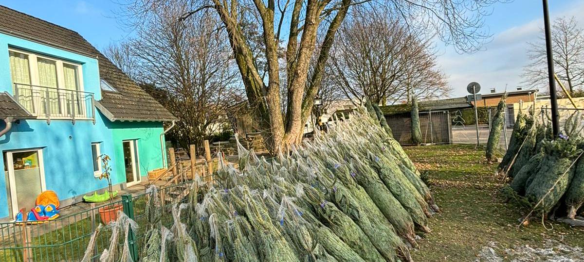 Weihnachtsbäume in Essen - die Trends, die Preise