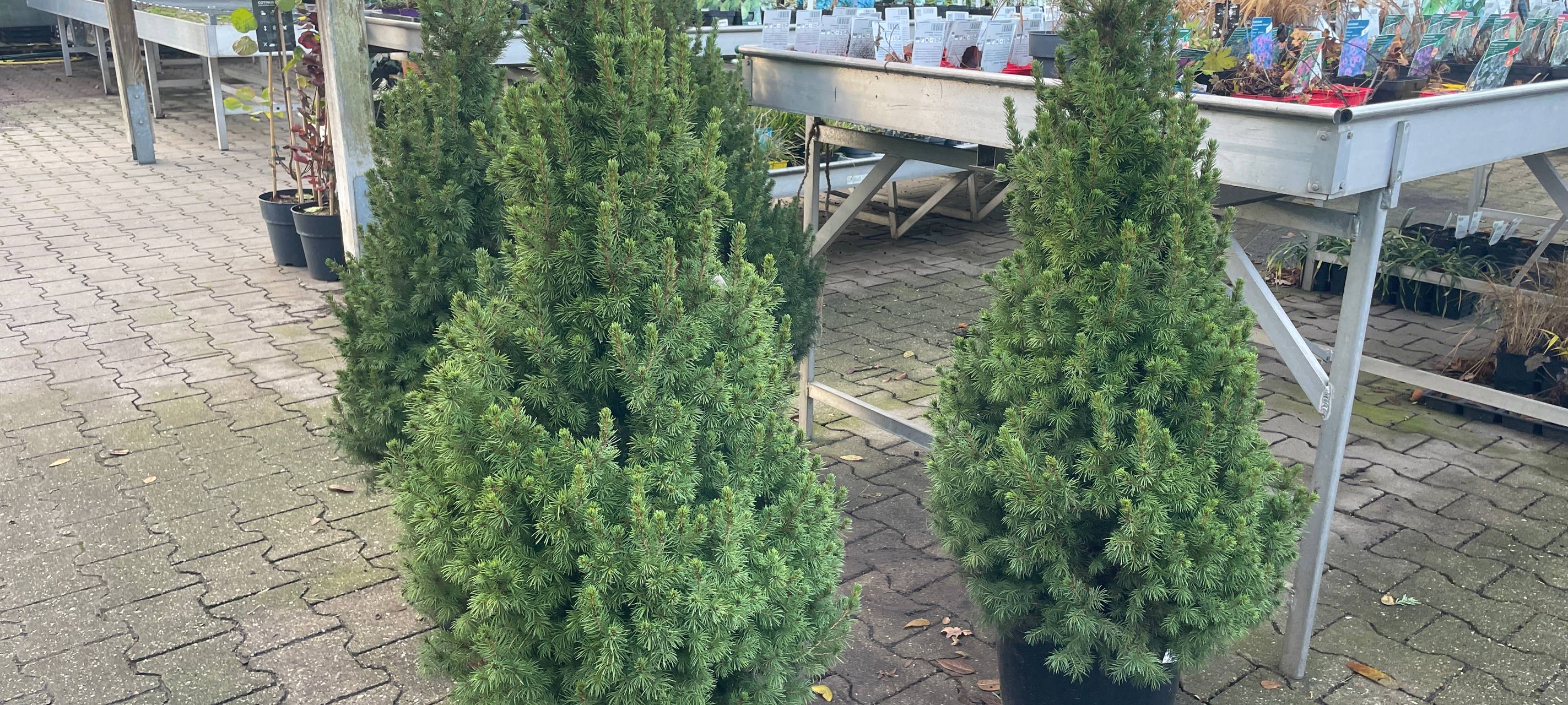 Weihnachtsbäume in Essen - die Trends, die Preise