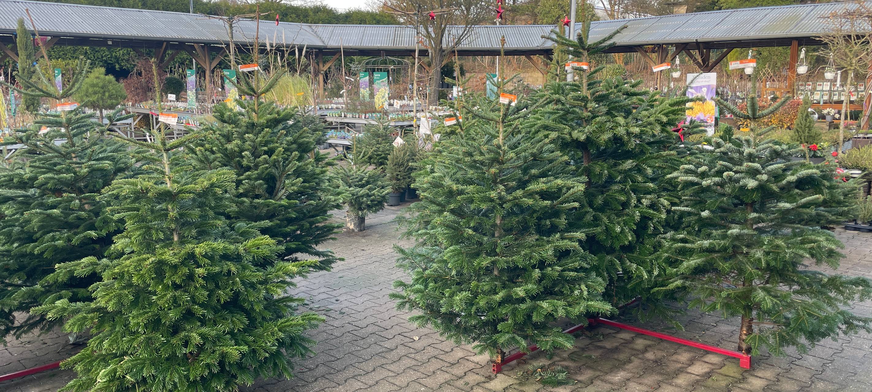 Weihnachtsbäume in Essen - die Trends, die Preise