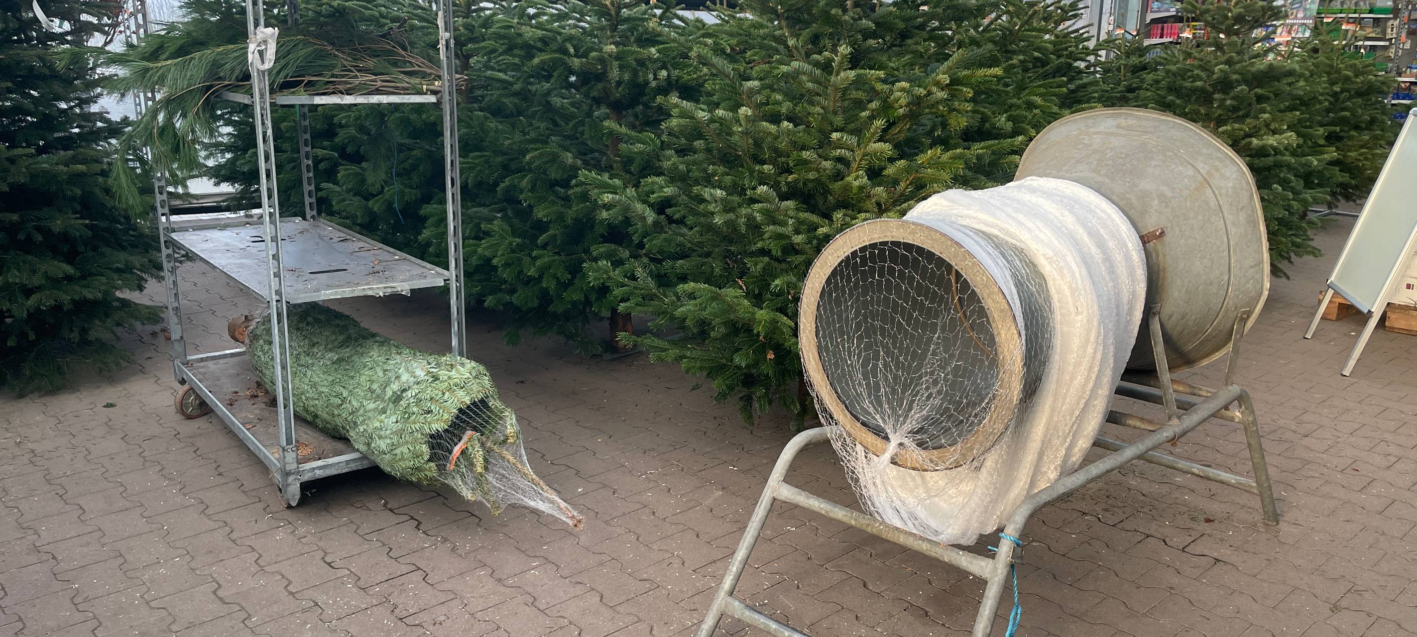 Weihnachtsbäume in Essen - die Trends, die Preise