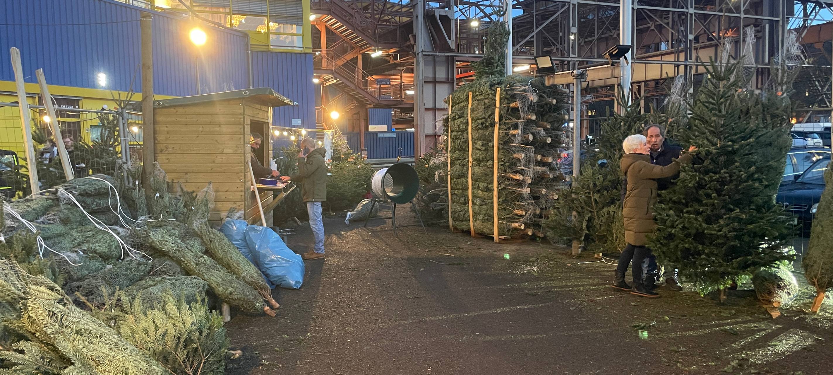 Weihnachtsbäume in Essen - die Trends, die Preise