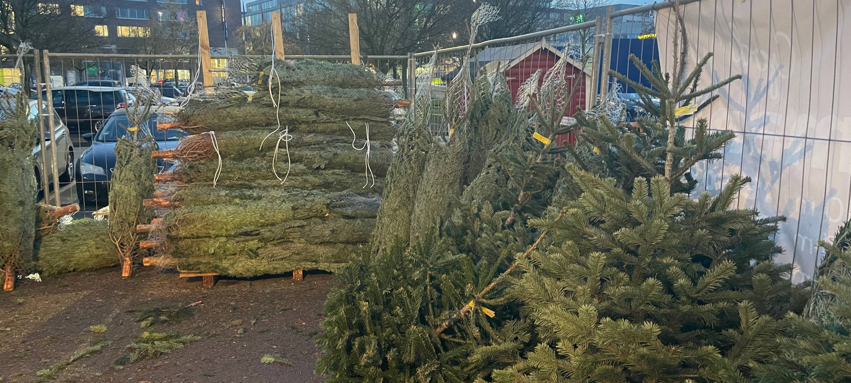 Weihnachtsbäume in Essen - die Trends, die Preise