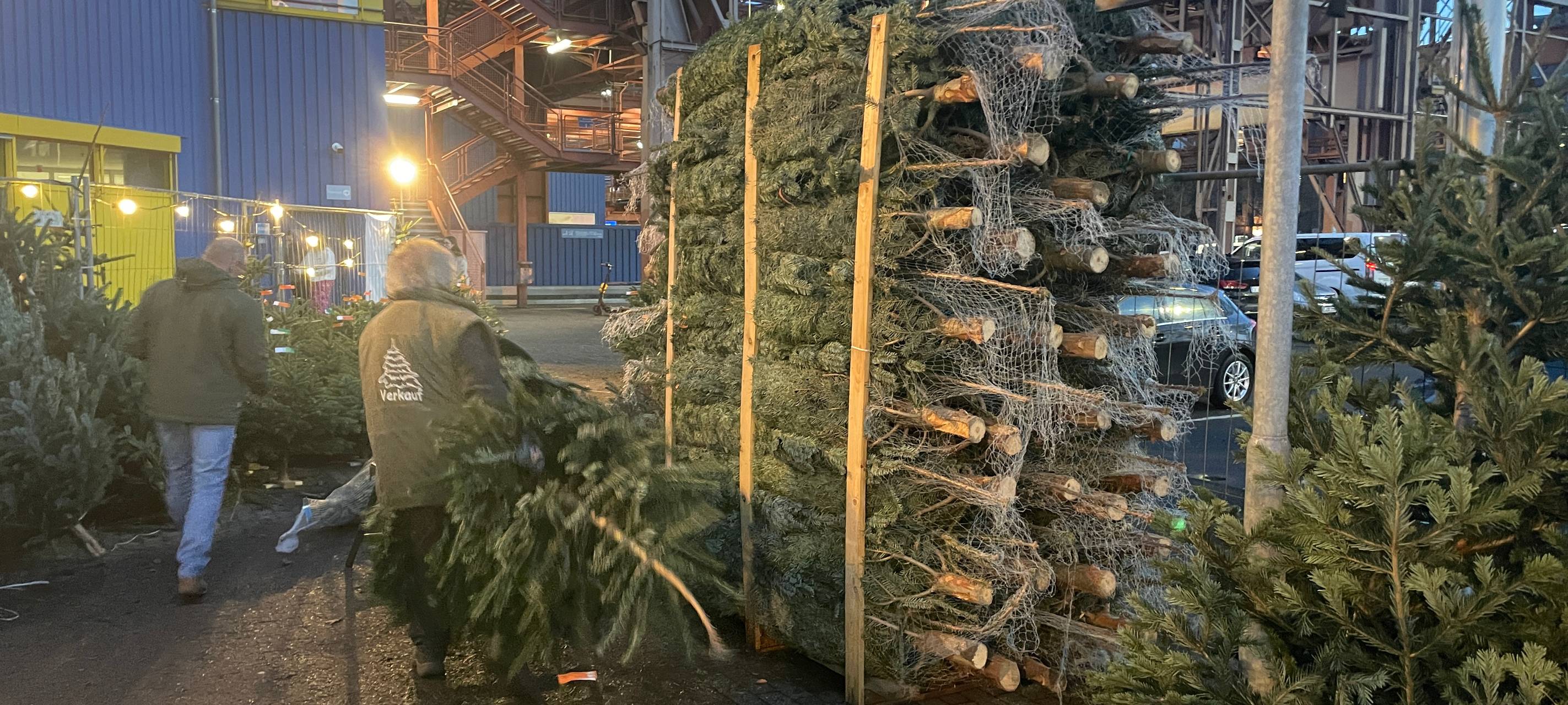 Weihnachtsbäume in Essen - die Trends, die Preise