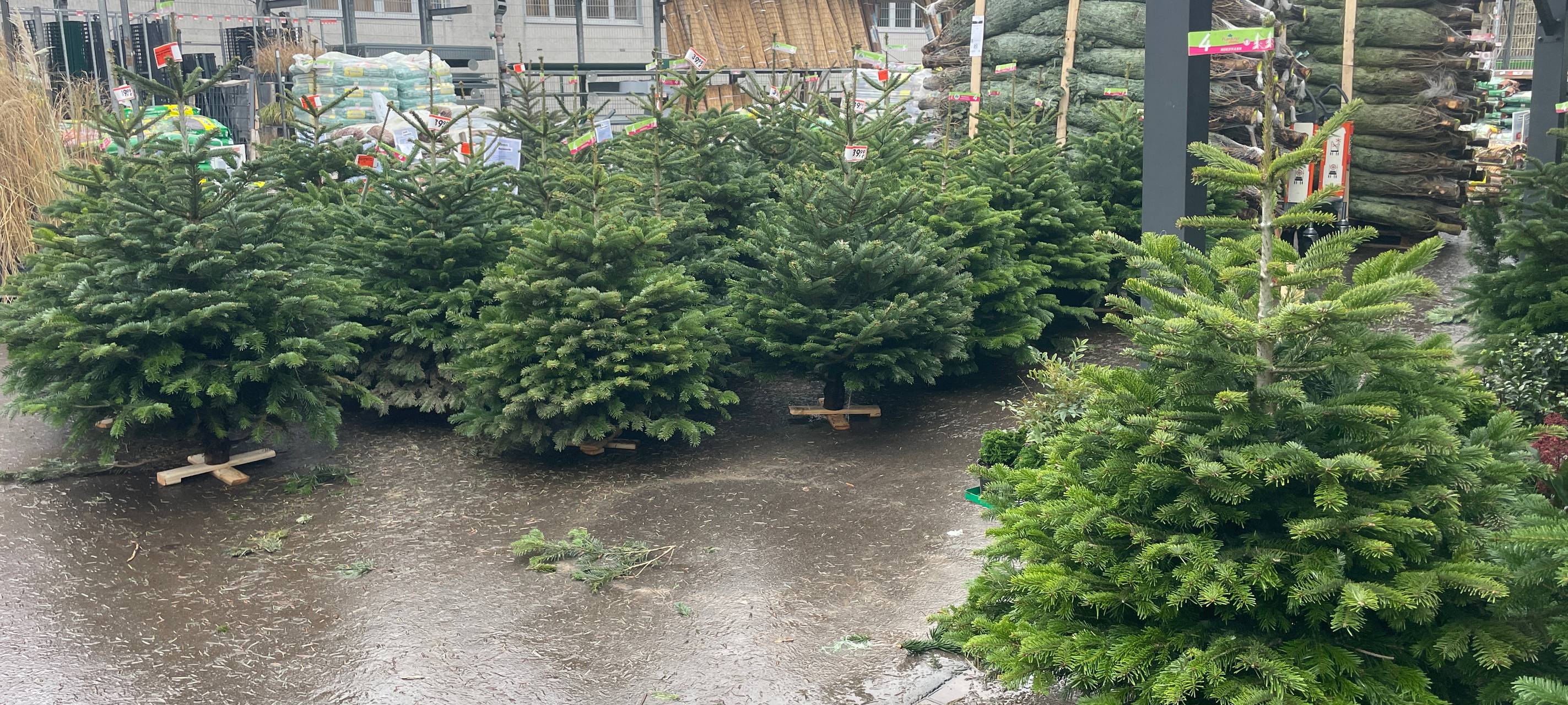 Weihnachtsbäume in Essen - die Trends, die Preise