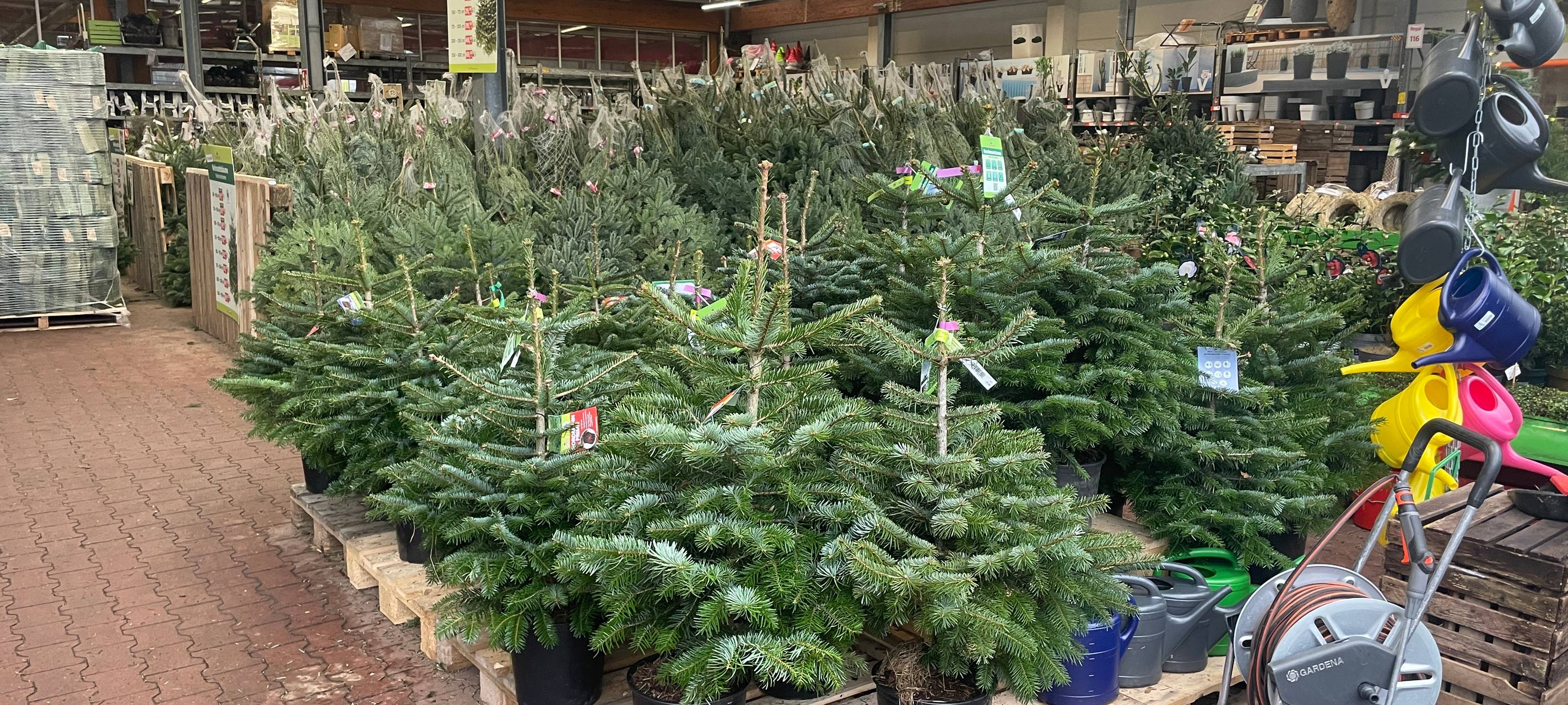 Weihnachtsbäume in Essen - die Trends, die Preise