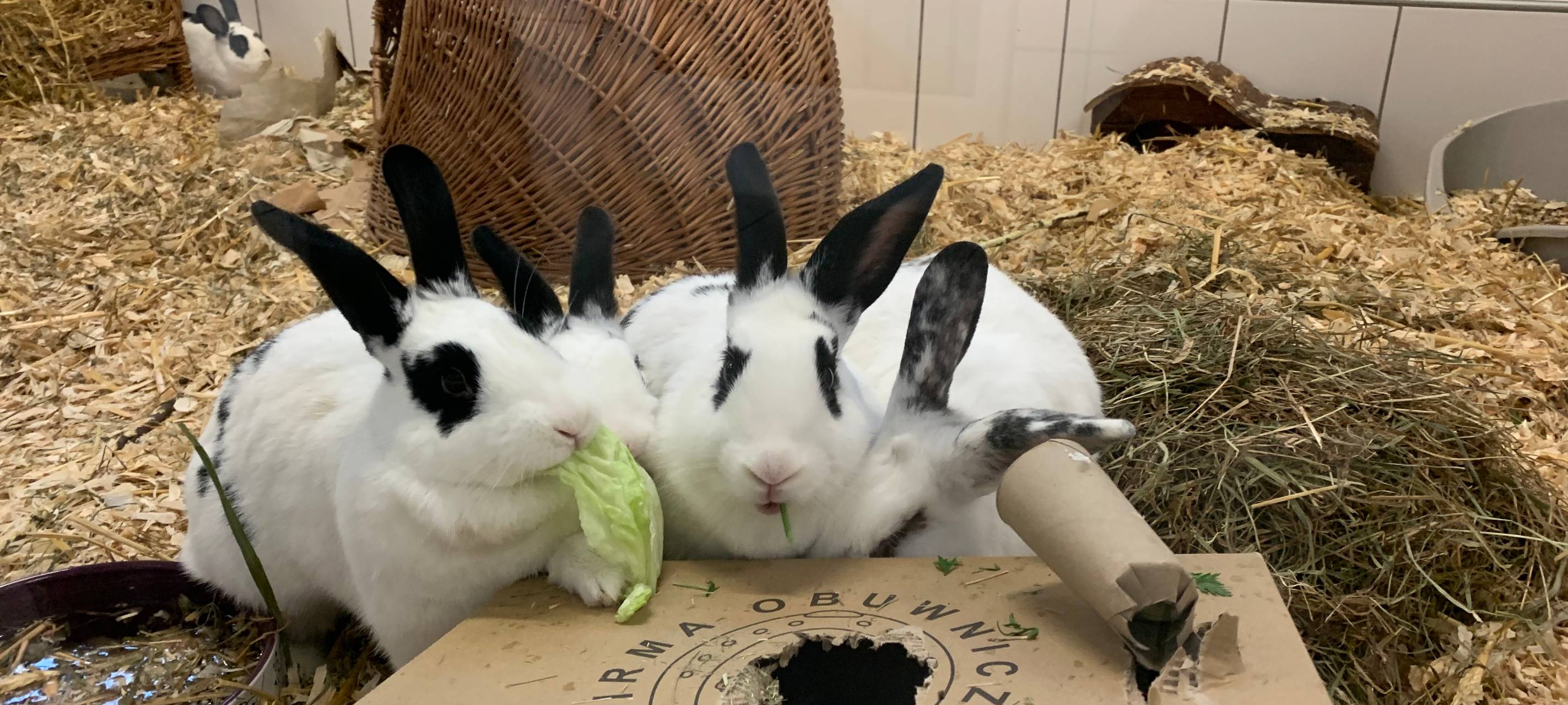Tierheim Essen: Kinder basteln Geschenke für Tiere