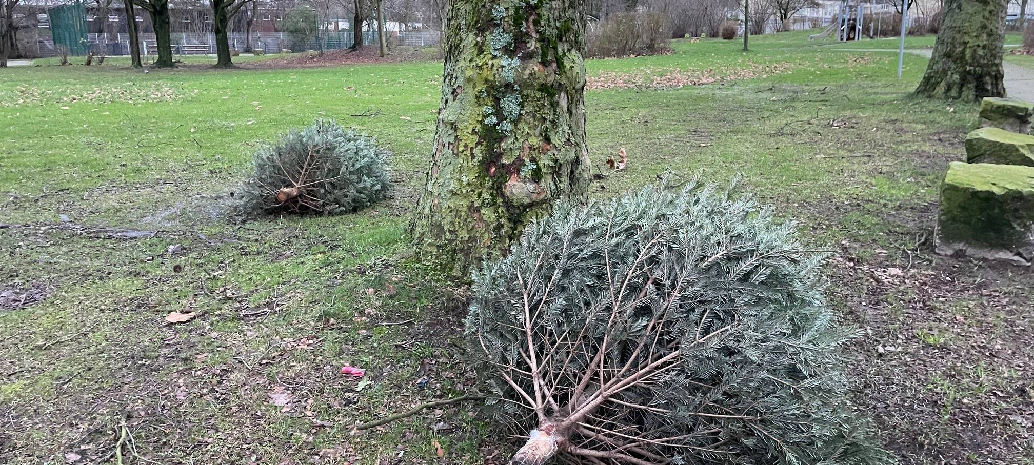 Entsorgungsbetriebe Essen sammeln rund 400 Tonnen Weihnachtsbäume ein